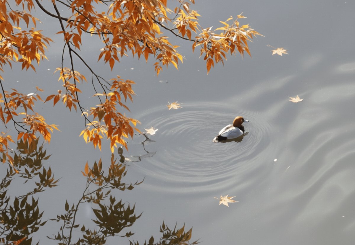 Autumn Ripples