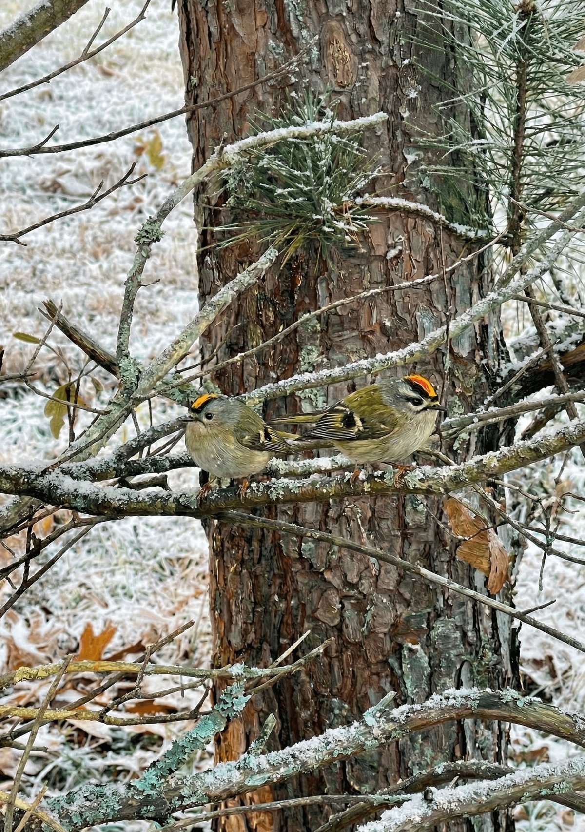 Frostbound Companions