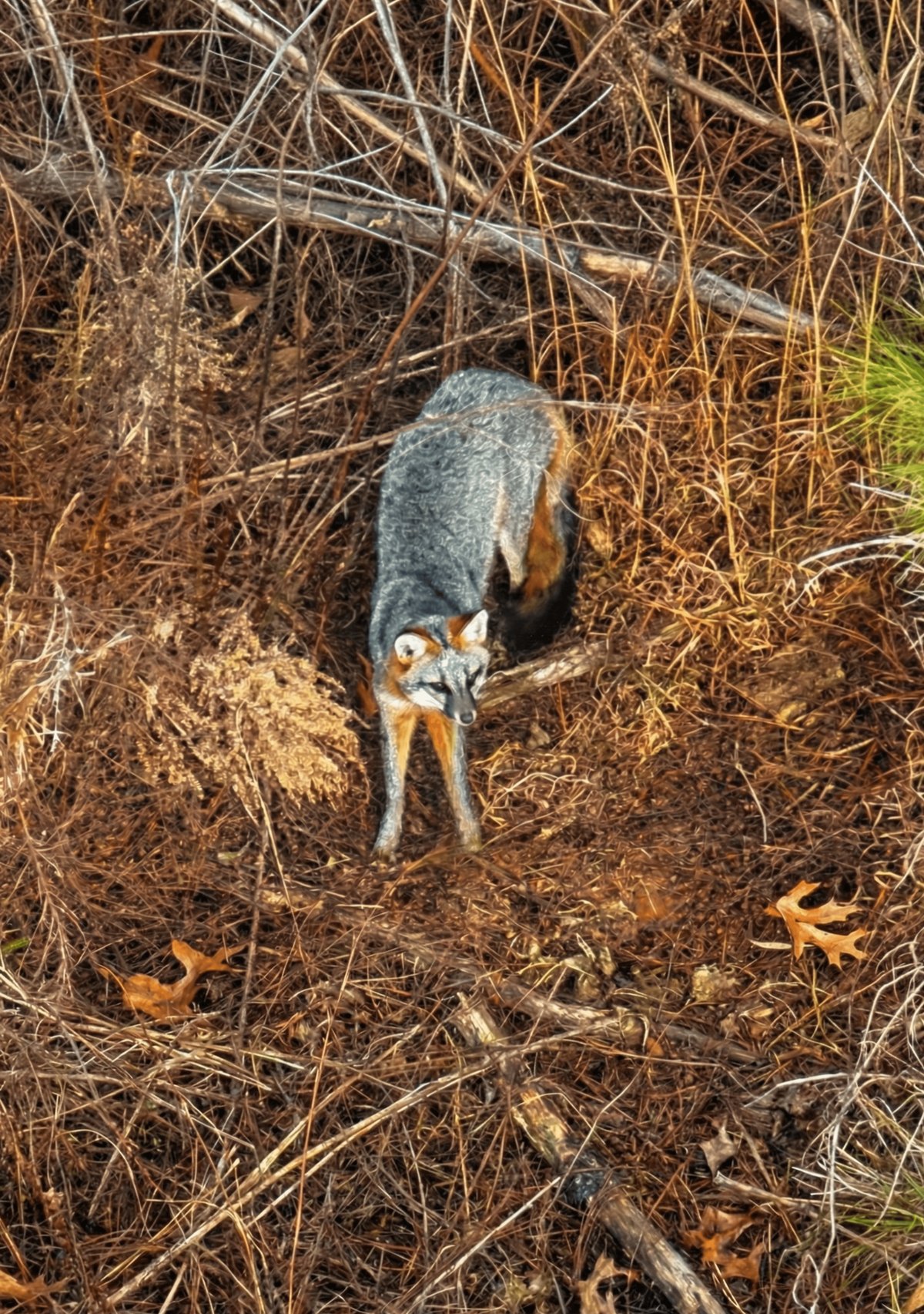 The Story Behind Impasto: Why Texture Makes Wildlife Art Come Alive